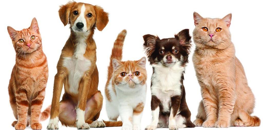 Доска объявлений о животных | ЗооТом - продажа, вязка и услуги для животных в Кремёнках