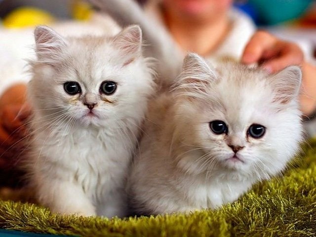Породы кошек в Кремёнках | ЗооТом портал о животных