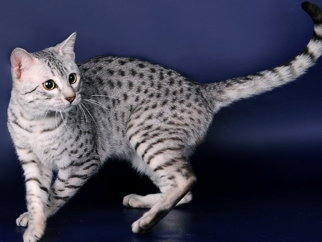 Породы кошек в Кремёнках | ЗооТом портал о животных