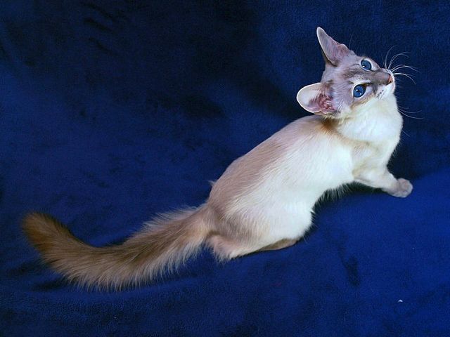 Выведенные породы кошек в Кремёнках | ЗооТом портал о животных