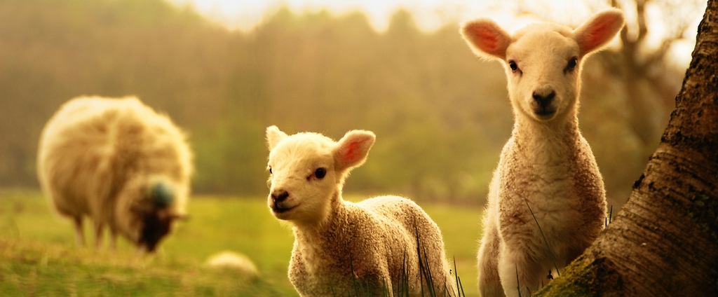 Объявления о сельскохозяйственных животных | ЗооТом - продажа, вязка и услуги для животных в Кремёнках