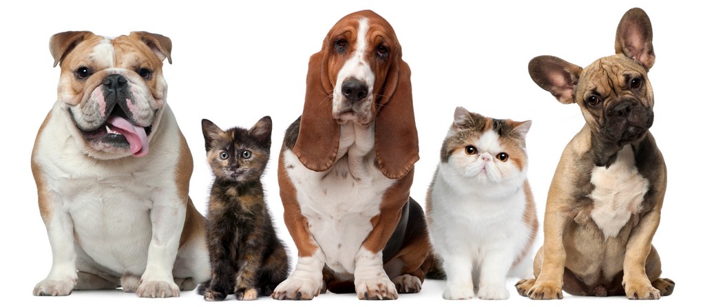 Объявления о животных | ЗооТом - продажа, вязка и услуги для животных в Кремёнках