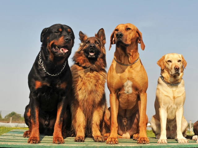 Крупные породы собак в Кремёнках | ЗооТом портал о животных