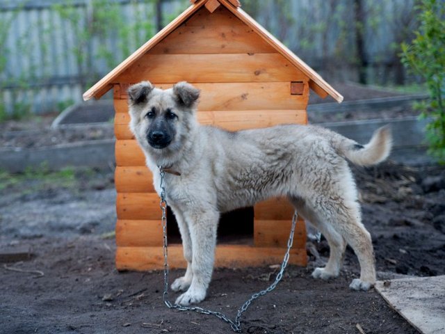 Все о собаках в Кремёнках Все о собаках в Кремёнках
